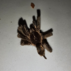 Dolichothele exilis