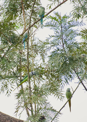 Psittacula columboides