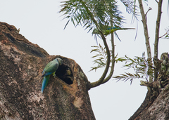 Psittacula columboides