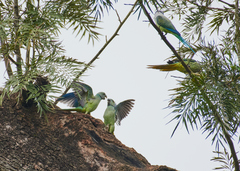 Psittacula columboides