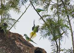 Psittacula columboides