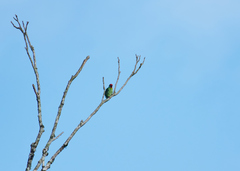 Psilopogon malabaricus