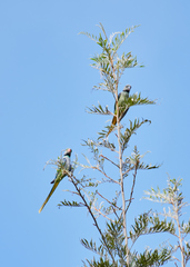 Psittacula columboides