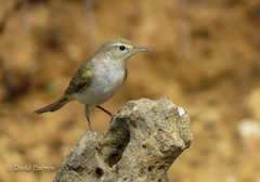 Western Bonelli's Warbler photo 1
