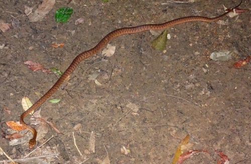 Brown Tree Snake sighting