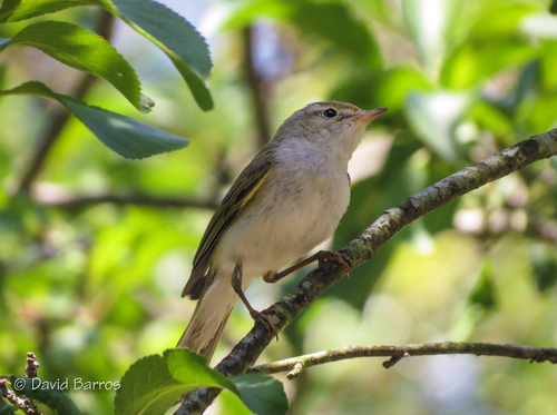 Western Bonelli's Warbler, Cádiz, España, photo 10 of 10