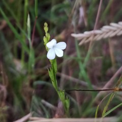 Striga angustifolia