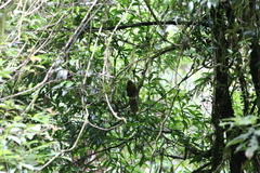 Pterorhinus poecilorhynchus