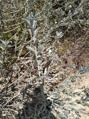 Podalyria sericea