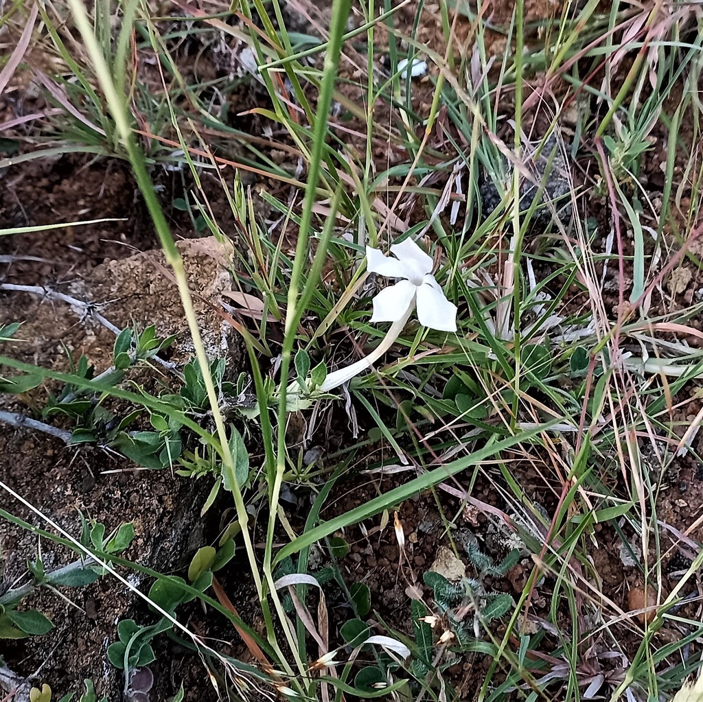 Barleria noctiflora (Barleria noctiflora)