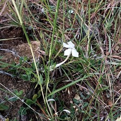 Barleria noctiflora