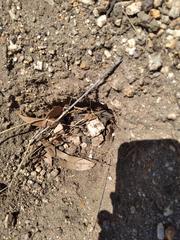 Hystrix africaeaustralis