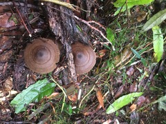 Entoloma conferendum