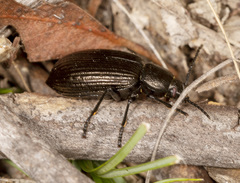 Adelium tenebrioides