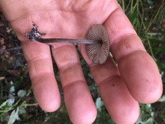 Entoloma conferendum