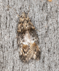 Eulechria callidesma