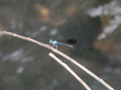 Heliocypha perforata