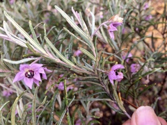 Guichenotia macrantha