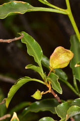 Dodonaea petiolaris