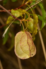 Dodonaea petiolaris