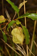 Dodonaea petiolaris