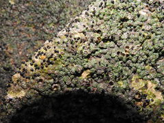 Melarhaphe neritoides