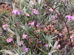 Guichenotia macrantha