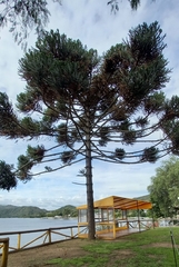 Araucaria