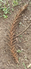 Araucaria