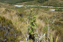 Olearia arborescens × lacunosa