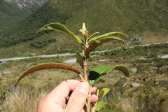 Olearia arborescens × lacunosa