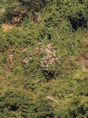 Congea tomentosa