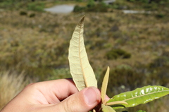 Olearia arborescens × lacunosa
