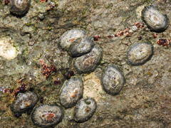 Siphonaria pectinata