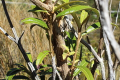 Olearia arborescens × lacunosa