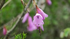 Dierama pendulum