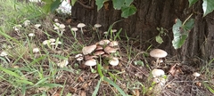 Fungi