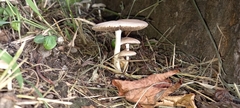 Fungi
