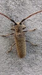Lamiinae