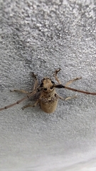 Lamiinae