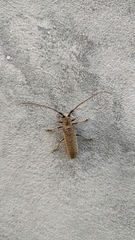 Lamiinae