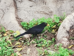 Turdus merula