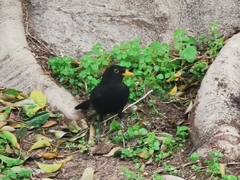 Turdus merula