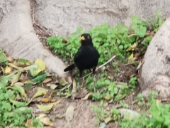 Turdus merula