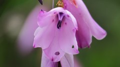 Dierama pendulum