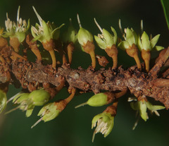 Planchonella pohlmaniana