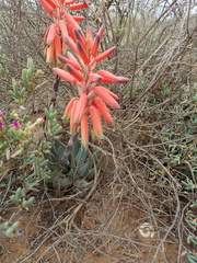 Aloe krapohliana