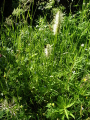 Phyteuma spicatum spicatum