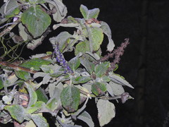 Coleus barbatus