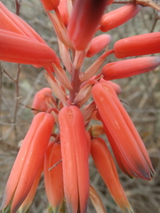 Aloe krapohliana